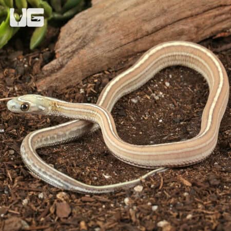 Baby Scaleless Caramel Tessera Cornsnake (Pantherophis guttatus) For Sale - Underground Reptiles