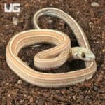 Baby Scaleless Caramel Tessera Cornsnake (Pantherophis guttatus) For Sale - Underground Reptiles