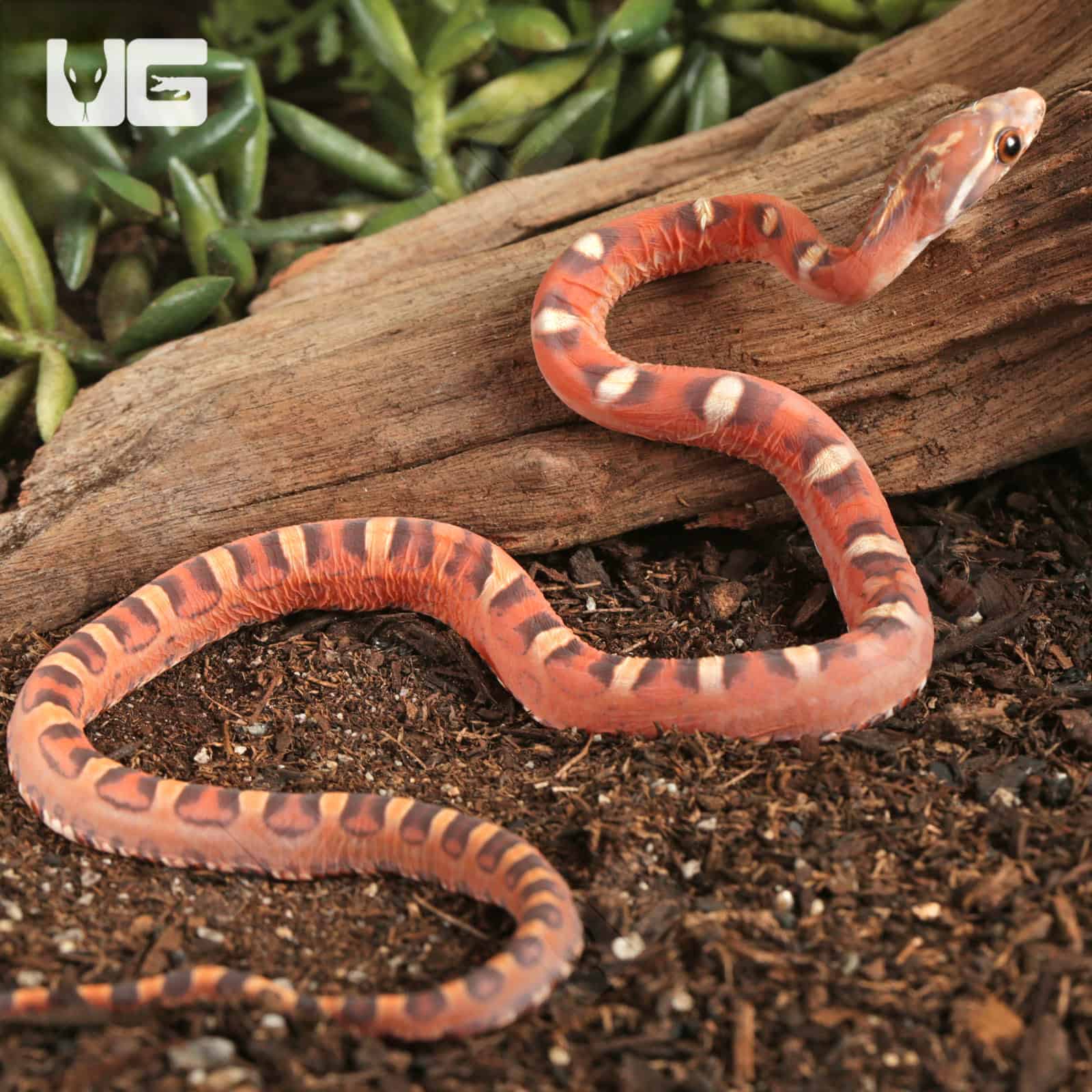Baby Scaleless Hypo Cornsnake (Pantherophis guttatus) For Sale - Underground Reptiles