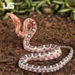 Baby Scaleless Okeetee Cornsnake (Pantherophis guttatus) For Sale - Underground Reptiles