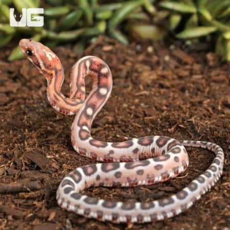 Baby Scaleless Okeetee Cornsnake (Pantherophis guttatus) For Sale - Underground Reptiles