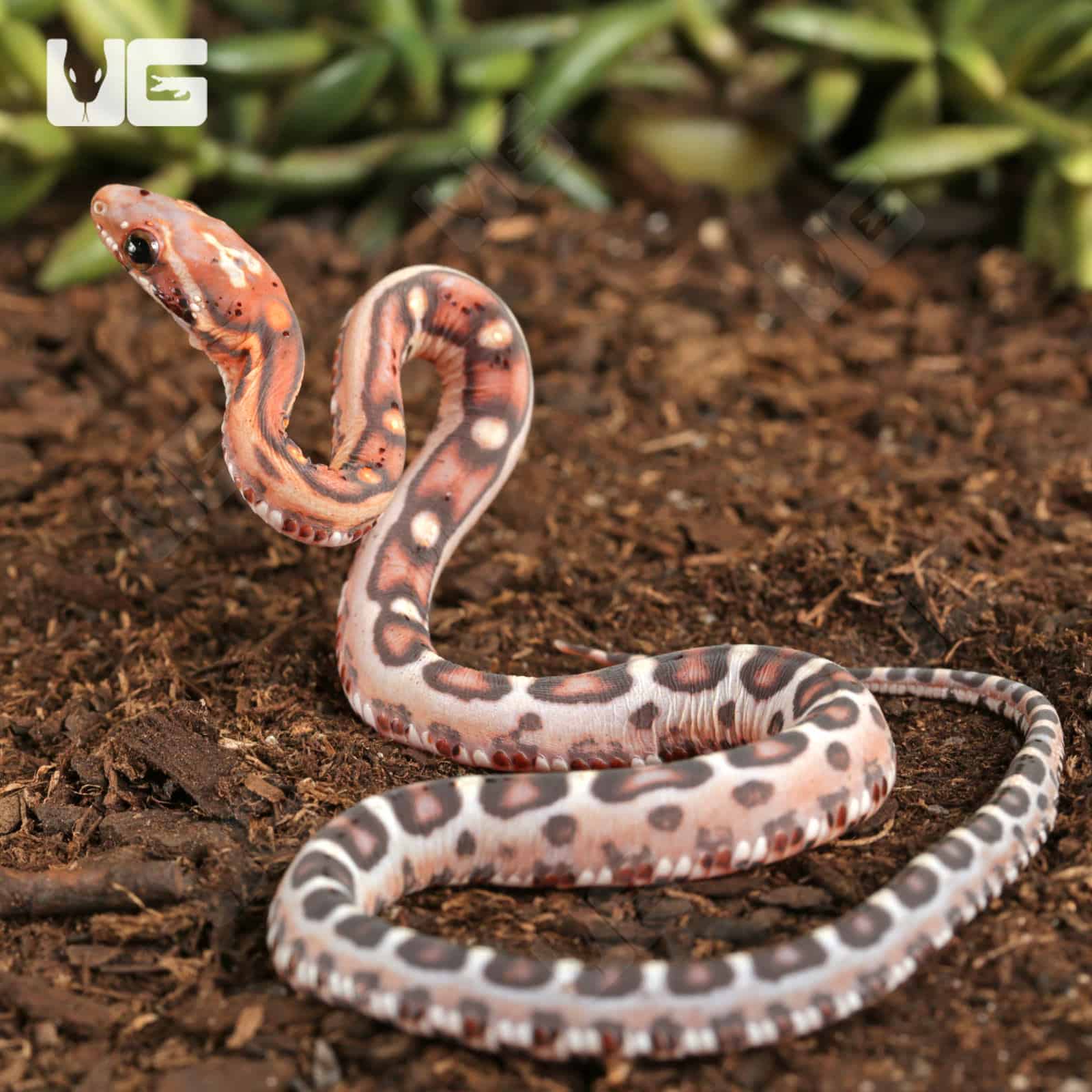 Baby Scaleless Okeetee Cornsnake (Pantherophis guttatus) For Sale - Underground Reptiles