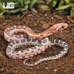 Baby Scaleless Okeetee Cornsnake (Pantherophis guttatus) For Sale - Underground Reptiles