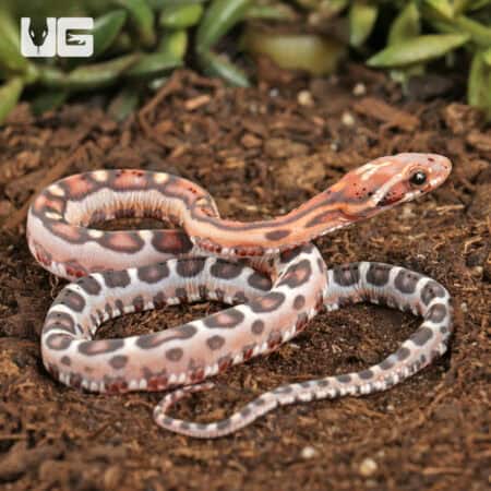 Baby Scaleless Okeetee Cornsnake (Pantherophis guttatus) For Sale - Underground Reptiles