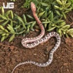 Baby Scaleless Okeetee Cornsnake (Pantherophis guttatus) For Sale - Underground Reptiles
