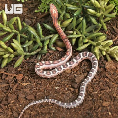 Baby Scaleless Okeetee Cornsnake (Pantherophis guttatus) For Sale - Underground Reptiles