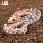 Baby Scaleless Okeetee Cornsnake (Pantherophis guttatus) For Sale - Underground Reptiles