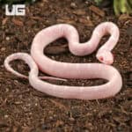 Baby Scaleless Snow Cornsnake (Pantherophis guttatus) For Sale - Underground Reptiles