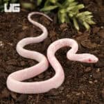 Baby Scaleless Snow Cornsnake (Pantherophis guttatus) For Sale - Underground Reptiles