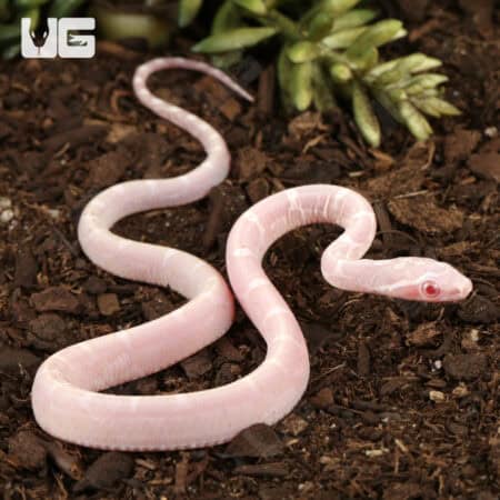 Baby Scaleless Snow Cornsnake (Pantherophis guttatus) For Sale - Underground Reptiles