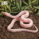 Baby Scaleless Snow Cornsnake (Pantherophis guttatus) For Sale - Underground Reptiles