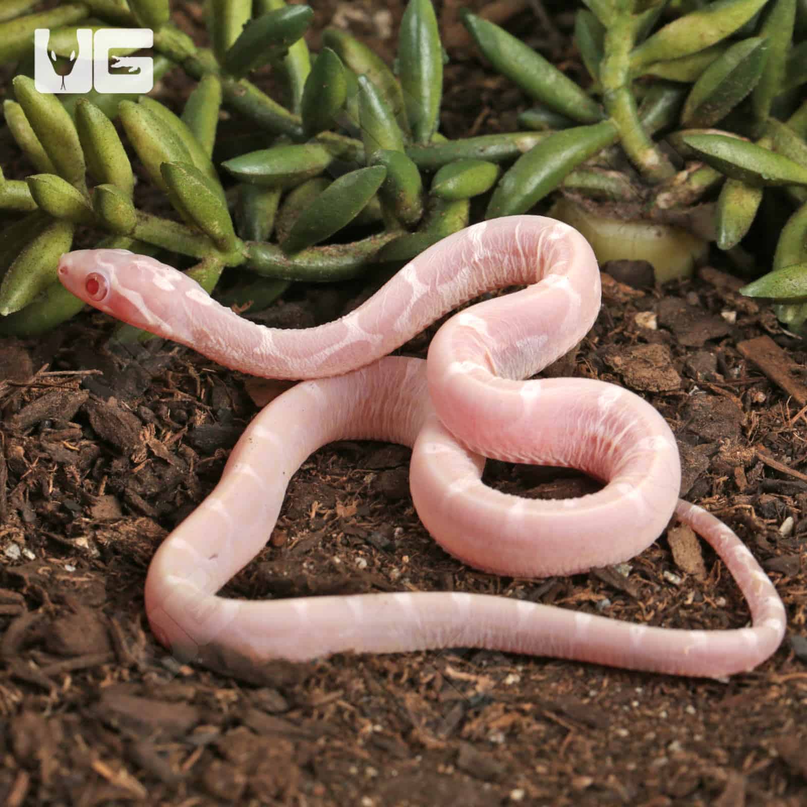 Baby Scaleless Snow Cornsnake (Pantherophis guttatus) For Sale - Underground Reptiles
