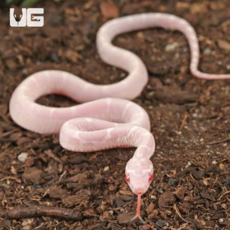 Baby Scaleless Snow Cornsnake (Pantherophis guttatus) For Sale - Underground Reptiles