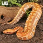 T+ Albino Blood Pythons (Python brongersmai) For Sale - Underground Reptiles
