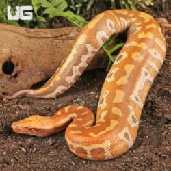 T+ Albino Blood Pythons (Python brongersmai) For Sale - Underground Reptiles