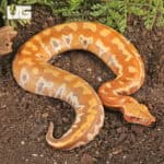 T+ Albino Blood Pythons (Python brongersmai) For Sale - Underground Reptiles