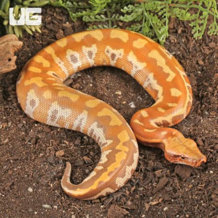 T+ Albino Blood Pythons (Python brongersmai) For Sale - Underground Reptiles