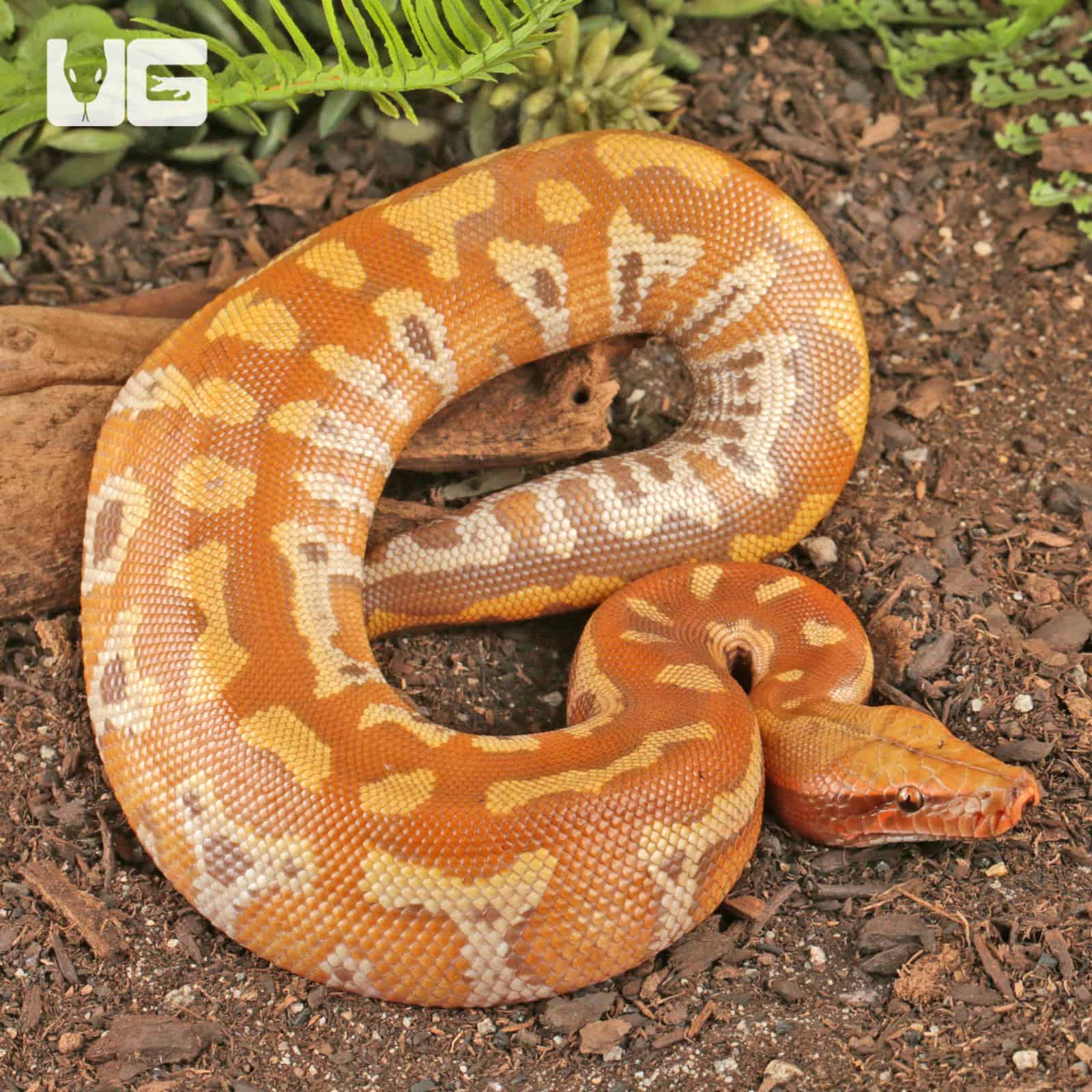 ug_Baby T+ Albino Blood Python_3 T+ Albino Blood Pythons (Python brongersmai) For Sale - Underground Reptiles