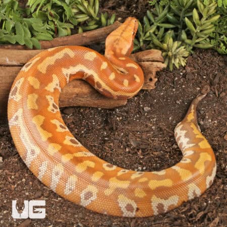 T+ Albino Blood Pythons (Python brongersmai) For Sale - Underground Reptiles