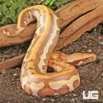 T+ Albino Golden Eye Blood Pythons (Python brongersmai) For Sale - Underground Reptiles