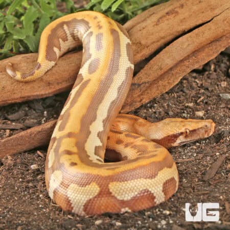 T+ Albino Golden Eye Blood Pythons (Python brongersmai) For Sale - Underground Reptiles