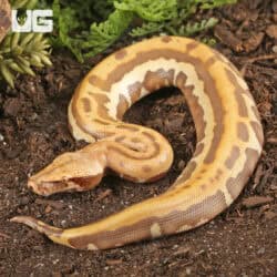 T+ Albino Golden Eye Blood Pythons (Python brongersmai) For Sale - Underground Reptiles