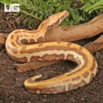 T+ Albino Golden Eye Blood Pythons (Python brongersmai) For Sale - Underground Reptiles