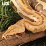 T+ Albino Golden Eye Blood Pythons (Python brongersmai) For Sale - Underground Reptiles