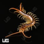 Baby Gold Sumbawa Centipede For Sale - Underground Reptiles