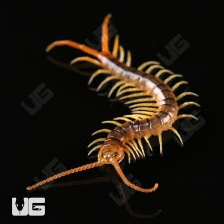 Baby Gold Sumbawa Centipede For Sale - Underground Reptiles