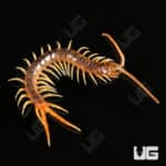 Baby Gold Sumbawa Centipede For Sale - Underground Reptiles