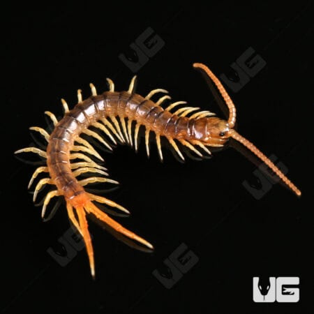 Baby Gold Sumbawa Centipede For Sale - Underground Reptiles