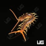 Baby Gold Sumbawa Centipede For Sale - Underground Reptiles