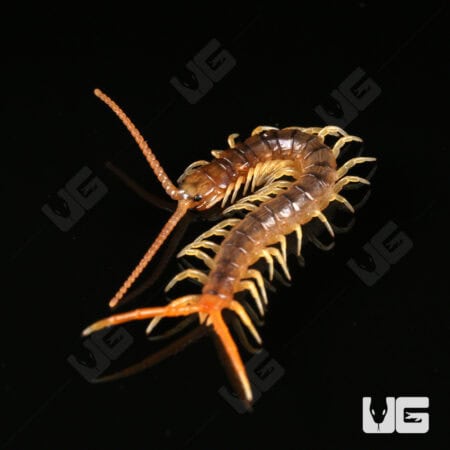 Baby Gold Sumbawa Centipede For Sale - Underground Reptiles