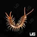 Baby Gold Sumbawa Centipede For Sale - Underground Reptiles