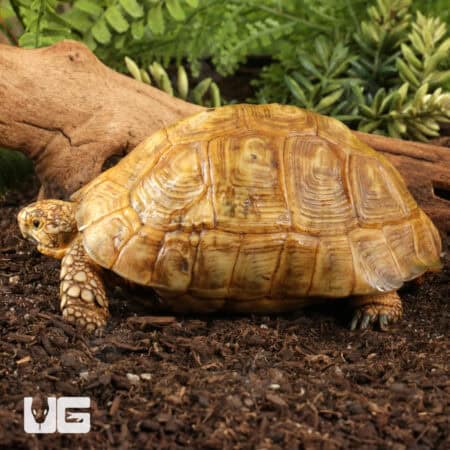 Golden Greek Tortoises For Sale - Underground Reptiles