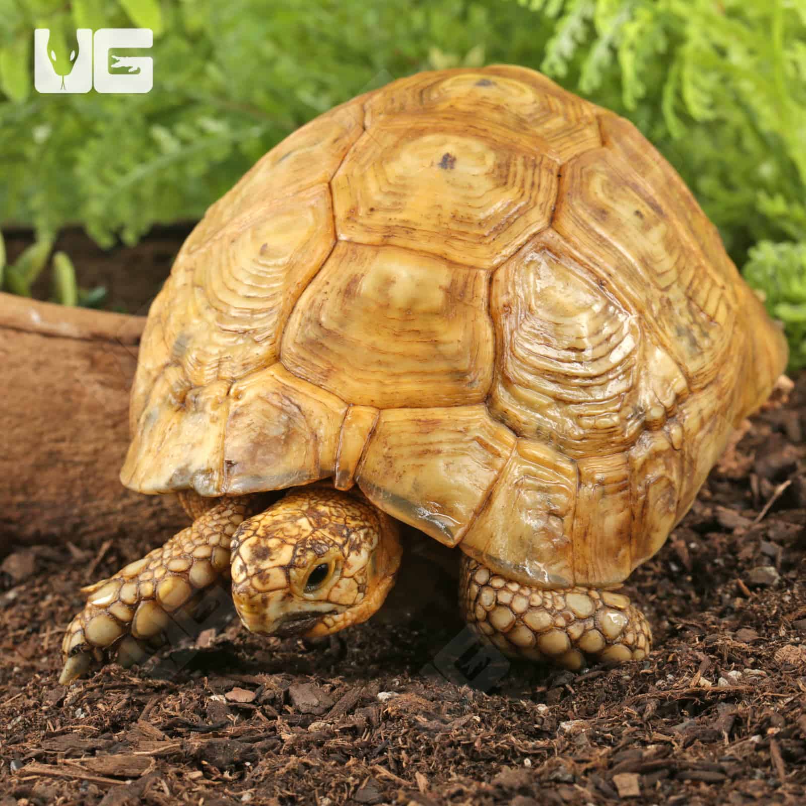 Golden Greek Tortoises For Sale - Underground Reptiles