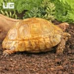 Golden Greek Tortoises For Sale - Underground Reptiles