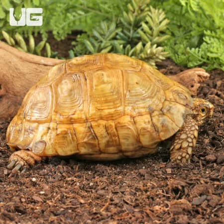 Golden Greek Tortoises For Sale - Underground Reptiles