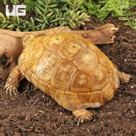 Golden Greek Tortoises For Sale - Underground Reptiles