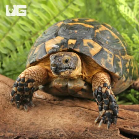 Moroccan Greek Tortoises (Testudo graeca) For Sale - Underground Reptiles