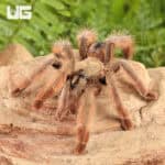 Panamanian Blonde Tarantula For Sale - Underground Reptiles