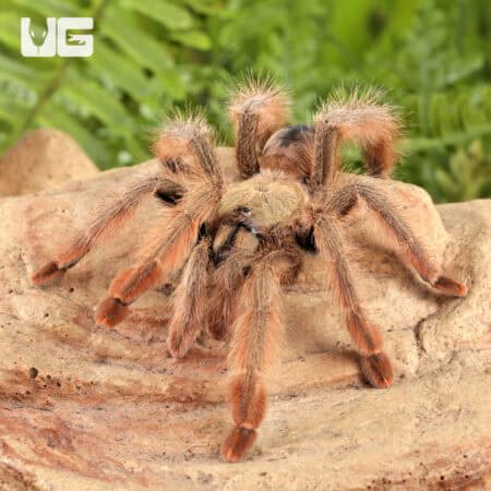 Panamanian Blonde Tarantula For Sale - Underground Reptiles