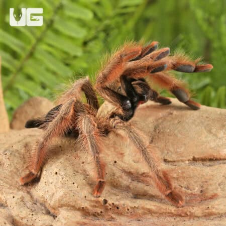 Panamanian Blonde Tarantula For Sale - Underground Reptiles