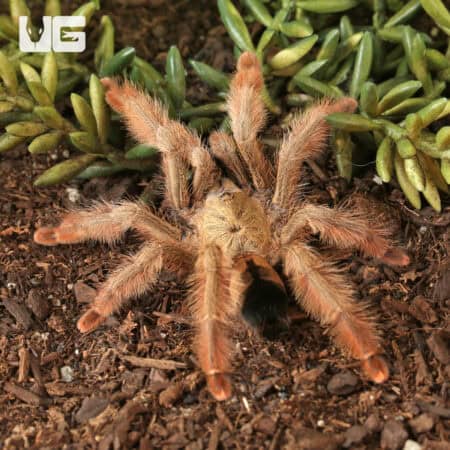 Panamanian Blonde Tarantula For Sale - Underground Reptiles