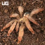 Panamanian Blonde Tarantula For Sale - Underground Reptiles