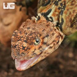 Plica Plica Lizards (plica plica) For Sale - Underground Reptiles