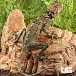 Plica Plica Lizards (plica plica) For Sale - Underground Reptiles
