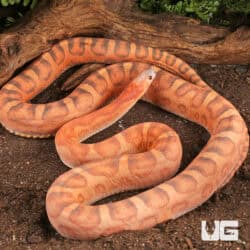 2022 Scaleless Cornsnakes